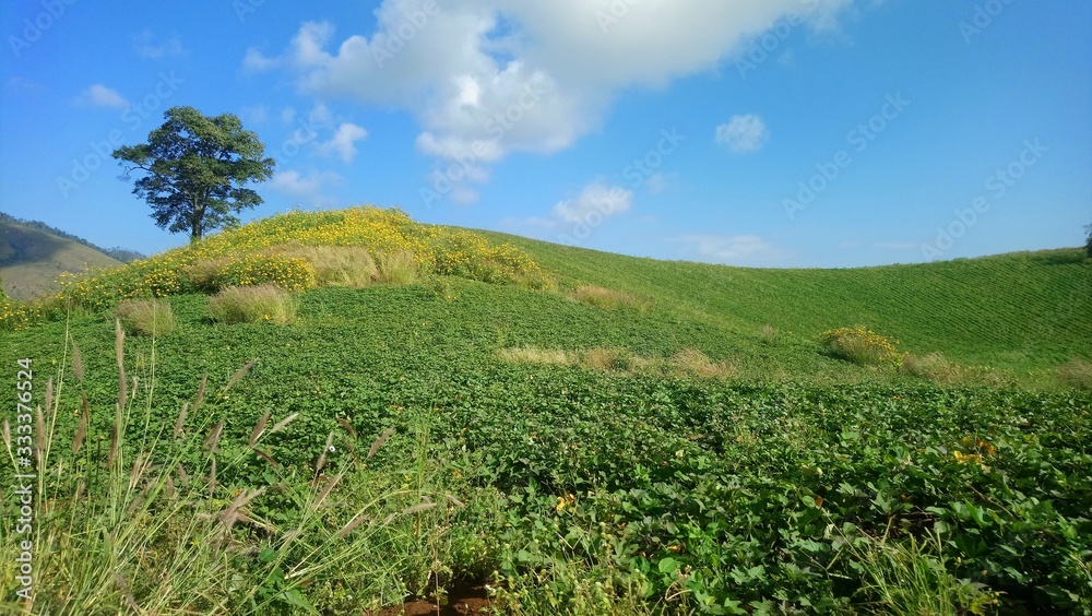 green field and blue sky