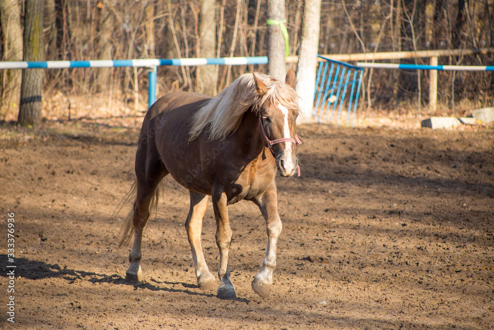 red horse in motion