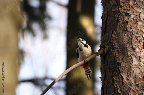 A large motley woodpecker male sits on a trunk and branches of spruce in spring sunny weather