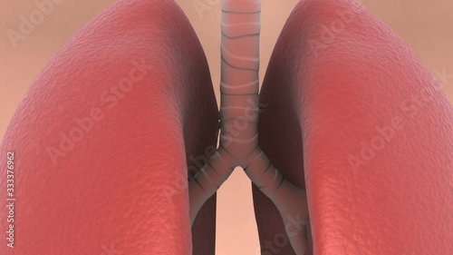 Biomedical animation of bronchitis in human lungs. photo