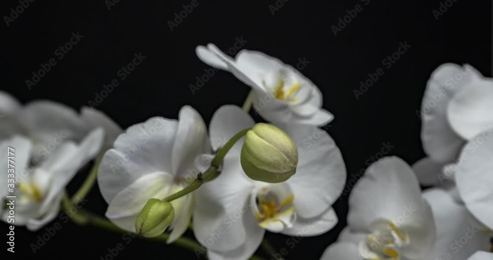 bud opening of White orchid with orchid flowers on black background bud opening of White orchid with orchid flowers on black background