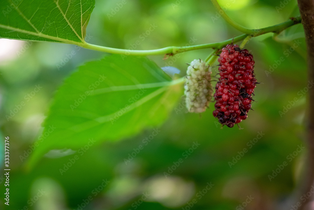 mulberry on a branch mulberry on a branch