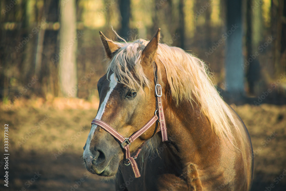 portrait of a red horse