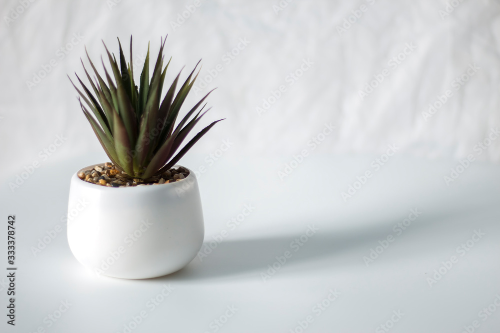 indoor flower in a white pot on a white background indoor flower in a white pot on a white background