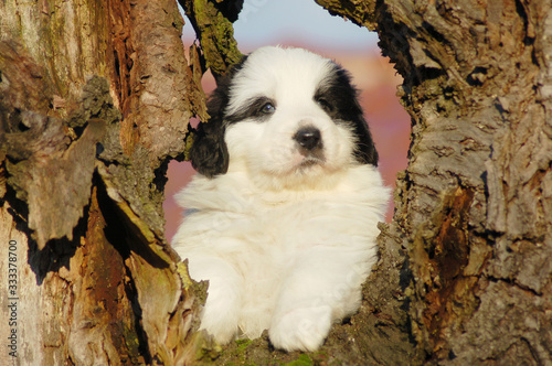 Obraz na plátně puppy pyrenean mastiff in the tree
