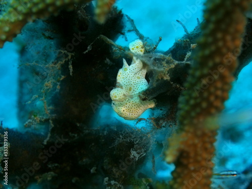 The amazing and mysterious underwater world of Indonesia, North Sulawesi, Manado, frogfish © vodolaz