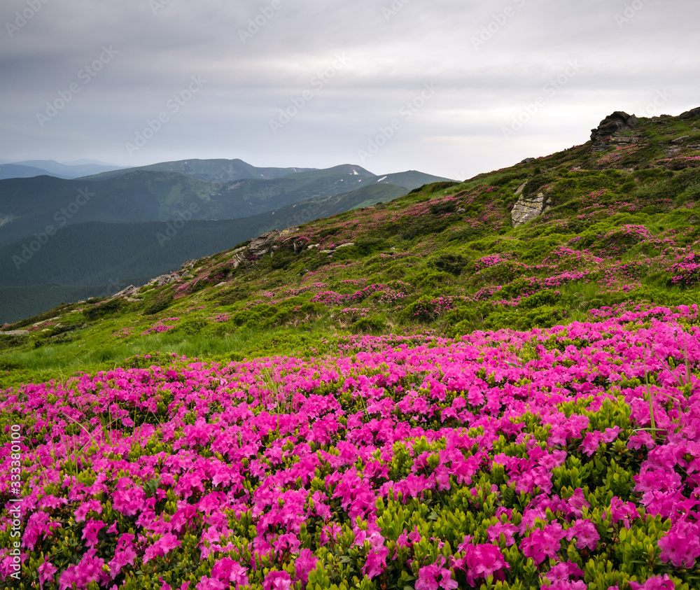 Pink rose rhododendron flowers on summer mountain slope