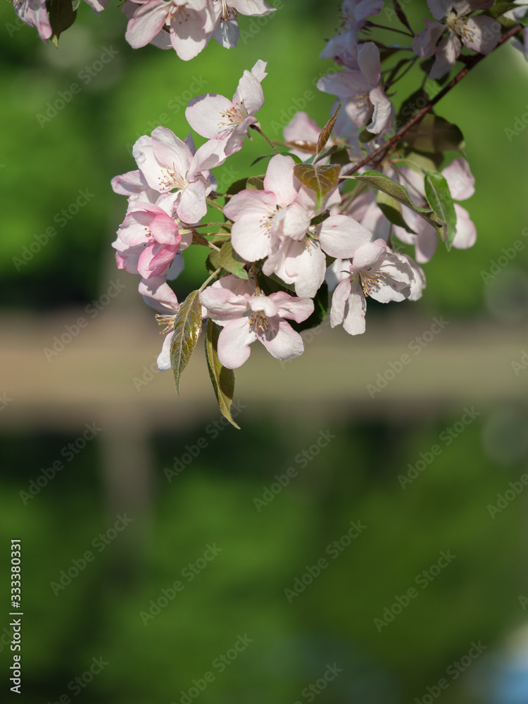 Cherry (sakura) blossom trees in the park (garden), pink flowers. Cherry (sakura) blossom trees in the park (garden), pink flowers.