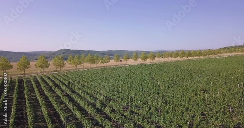 Aerial flight over beautiful vineyard landscape. 