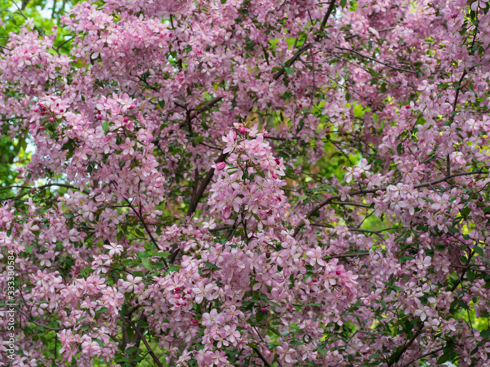 Cherry (sakura) blossom trees in the park (garden), pink flowers. Cherry (sakura) blossom trees in the park (garden), pink flowers.