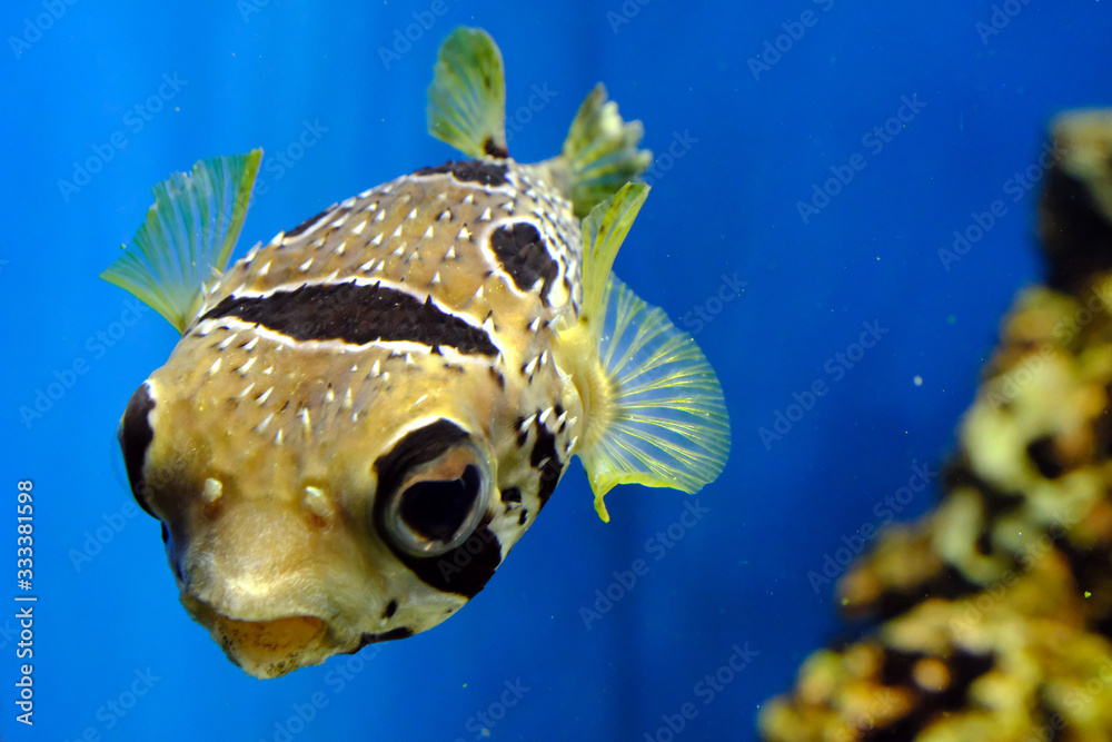 可愛い顔で元気に泳ぐ剽軽なヒトヅラハリセンボン 日本の葛西臨海水族園 Stock 写真 Adobe Stock
