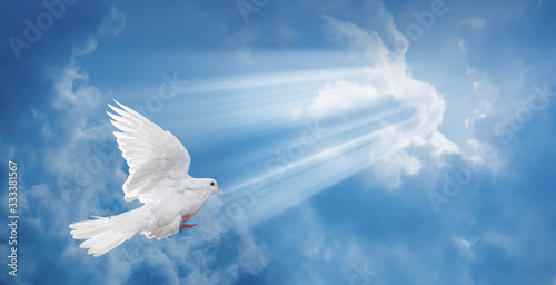 Dove in the air with wings wide open