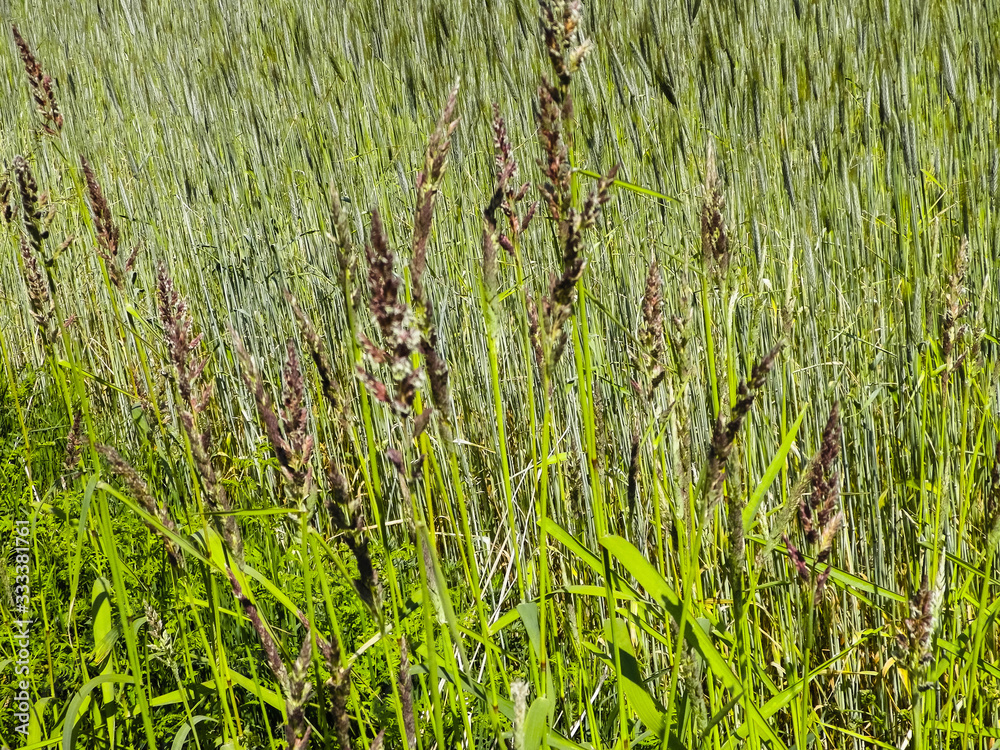 Close up of Poaceae ( Meadow grass ) . Close up of Poaceae ( Meadow grass ) .
