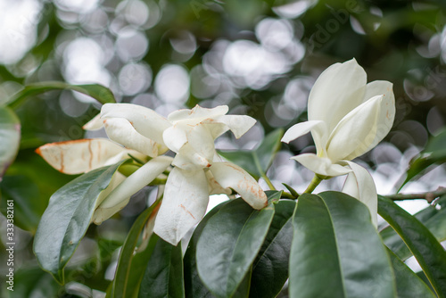 White flowering magnolia doltsopa Sweet michelia