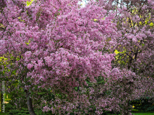 Cherry  sakura  blossom trees in the park  garden   pink flowers.