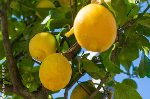 Gelbe frische reife Zitronen am Baum