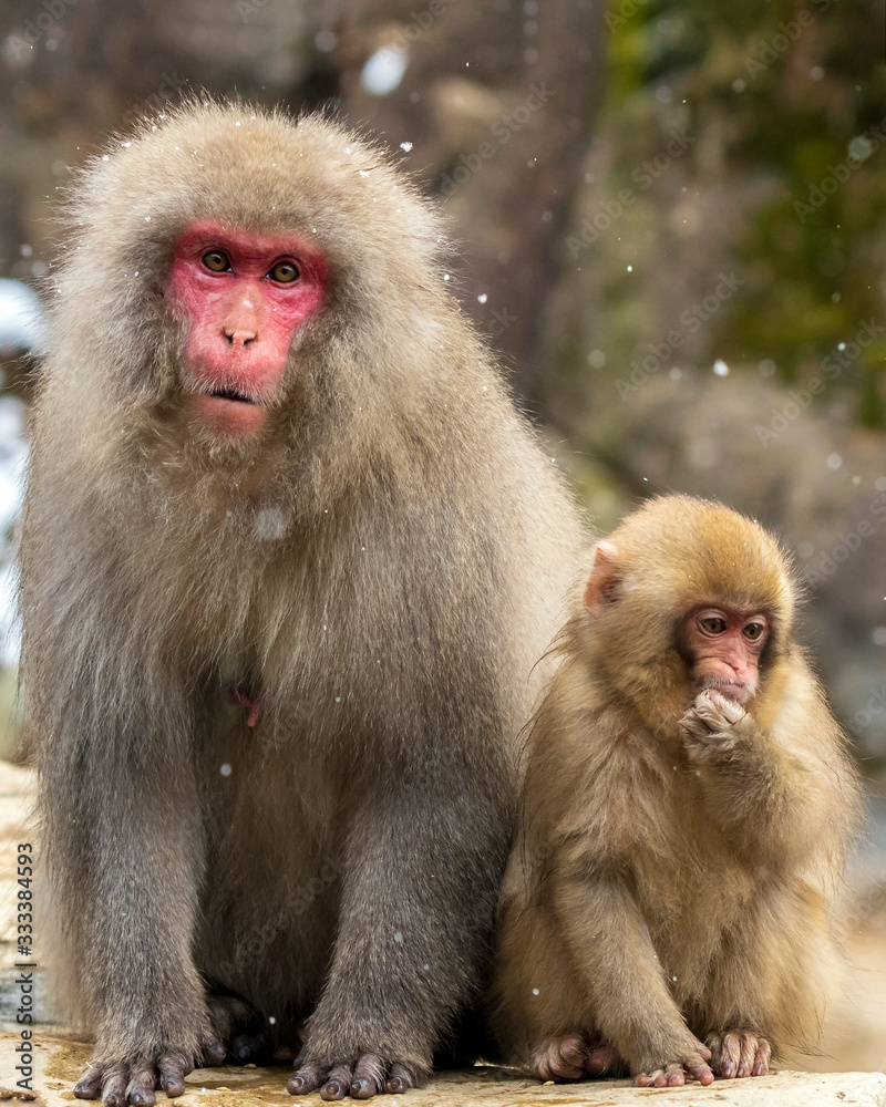 Snow Monkeys or Japanese Macaques in Japanese Alps. Snow Monkeys or Japanese Macaques in Japanese Alps.