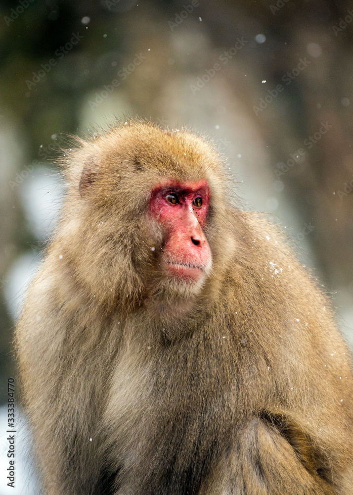 Snow Monkeys or Japanese Macaques in Japanese Alps. Snow Monkeys or Japanese Macaques in Japanese Alps.