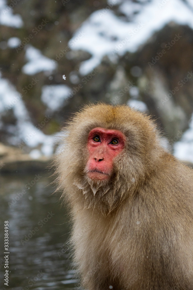 Snow Monkeys or Japanese Macaques in Japanese Alps. Snow Monkeys or Japanese Macaques in Japanese Alps.