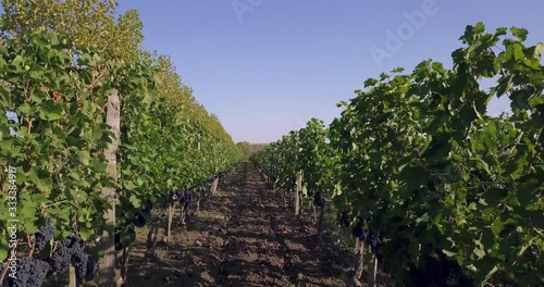Aerial flight over beautiful vineyard landscape. 