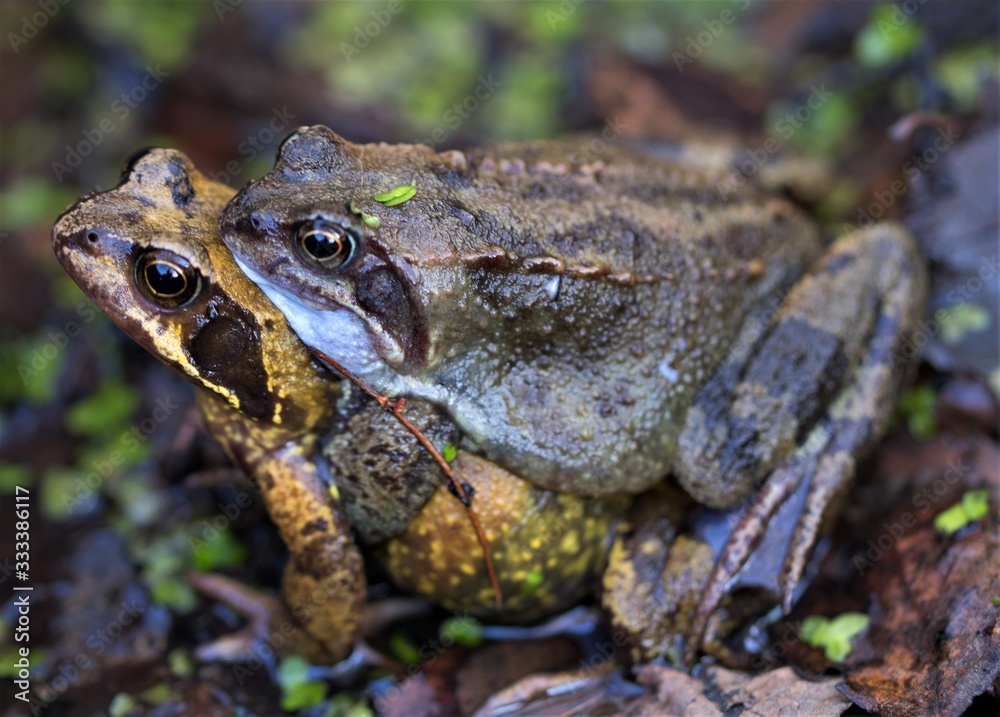 Common frogs mating in March, 2020. Common frogs mating in March, 2020.
