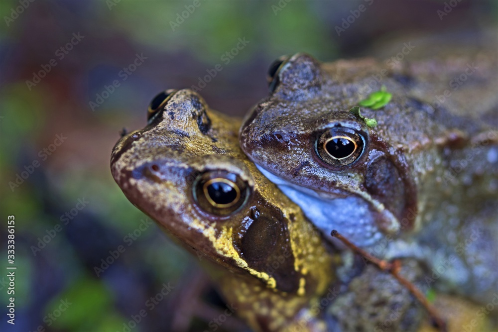 Obraz premium Common frogs mating in March, 2020.