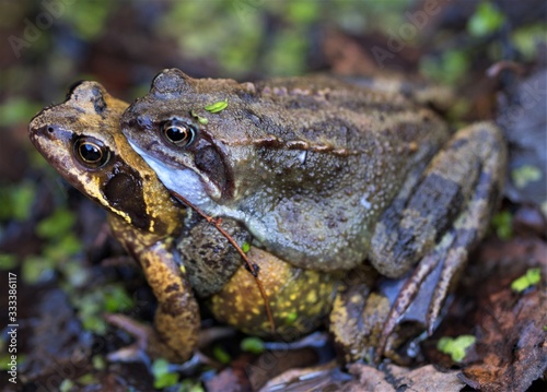 Common frogs mating in March, 2020.