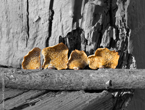 Close up of four porous sponge like light brown fungi with curling edges growing in a line on a desaturated decaying gray branch with rough textured wood background. Copy space above and below fungi photo