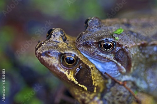 Common frogs mating in March  2020.