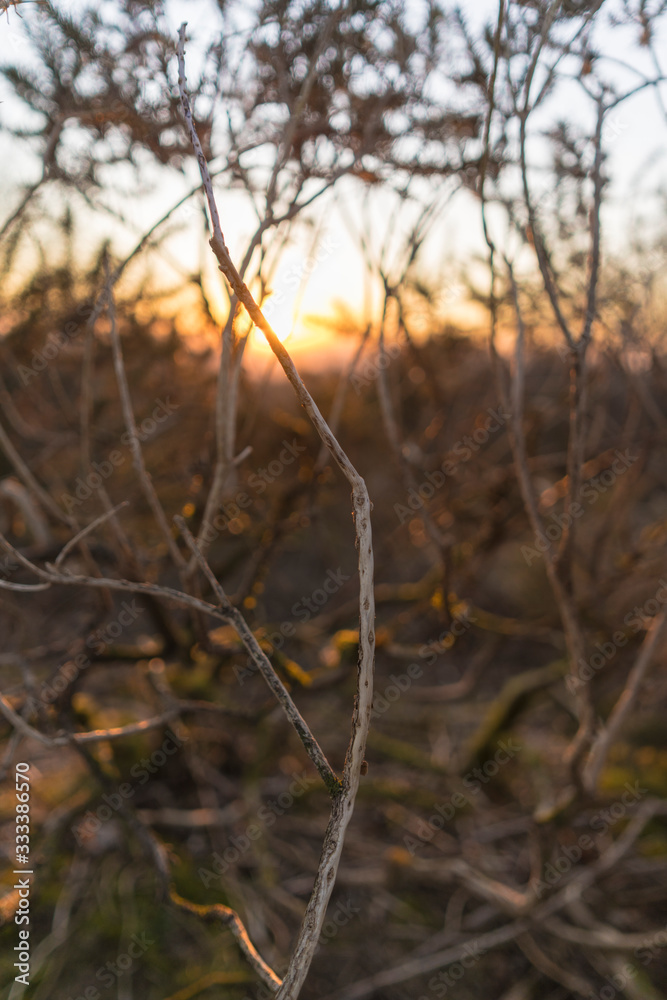 Dead twig with no leaves at sunset background Dead twig with no leaves at sunset background