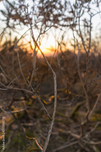 Dead twig with no leaves at sunset background