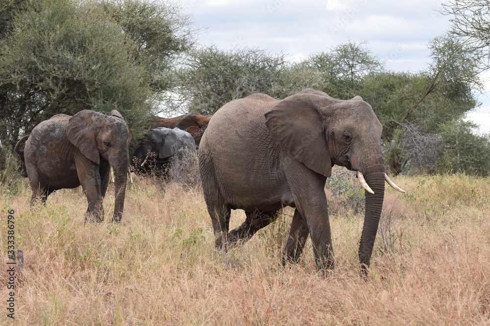 African elephants in Tarangire National Park, Tanzania