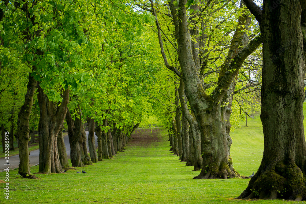 Green alley with trees in the park