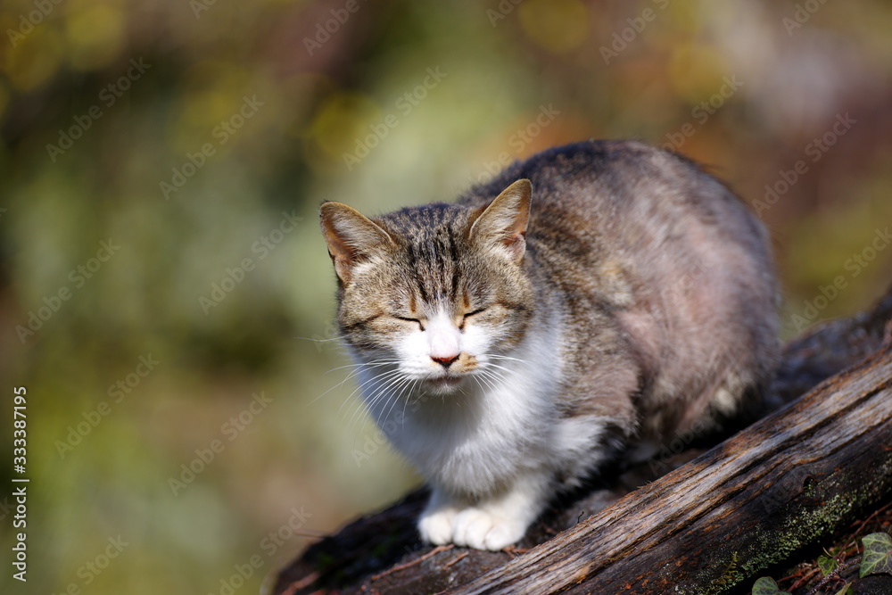 可愛い猫ちゃん 可愛い猫ちゃん