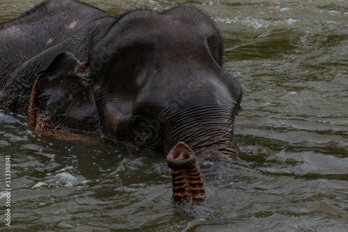 Elephant taking a bath Asia
