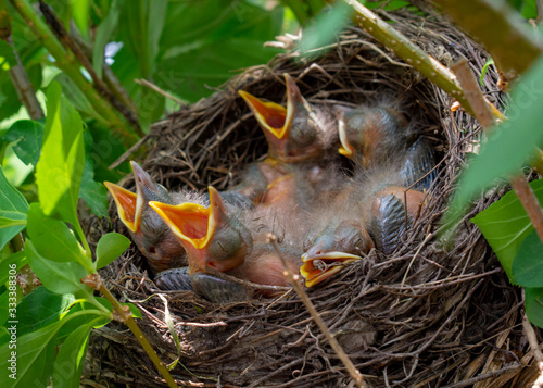 Bird nest with young birds - Eurasian Blackbird