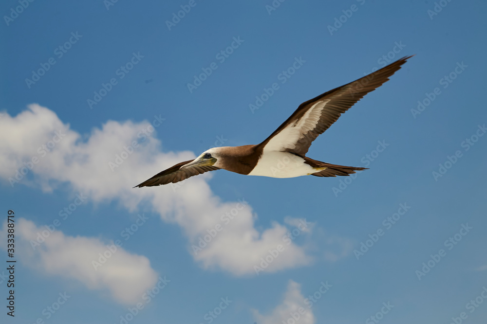 Vuelo apresurado Vuelo apresurado