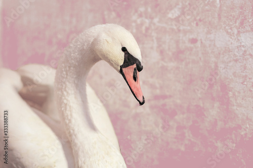 white swan on pink background