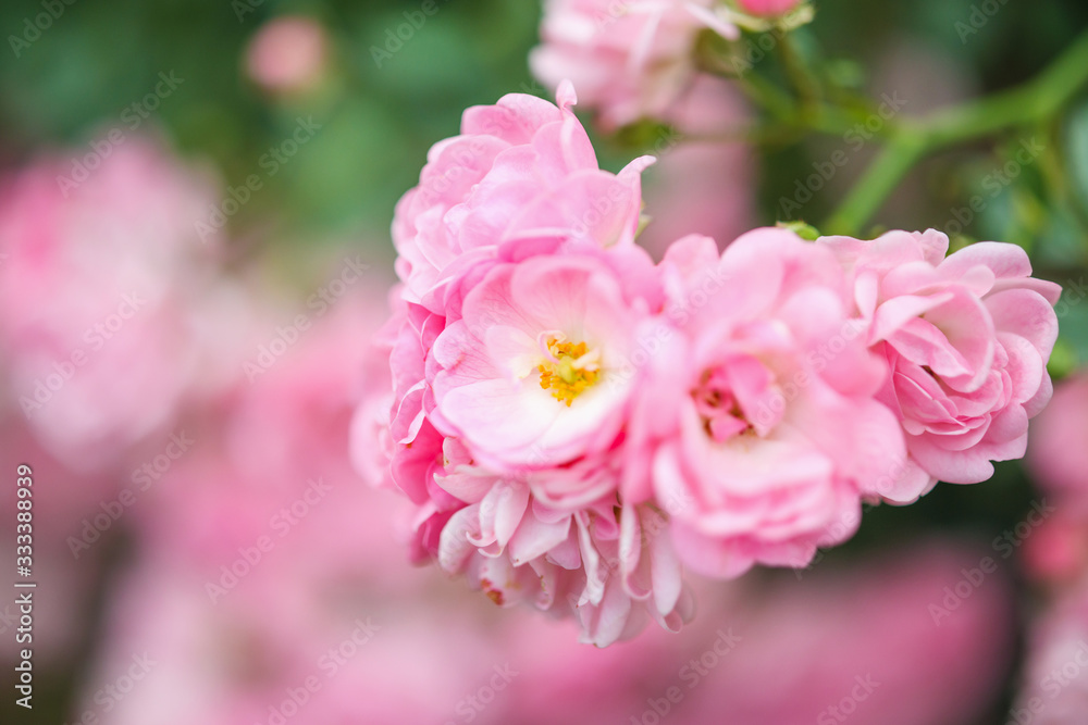 Beautiful pink roses flower in the garden Beautiful pink roses flower in the garden