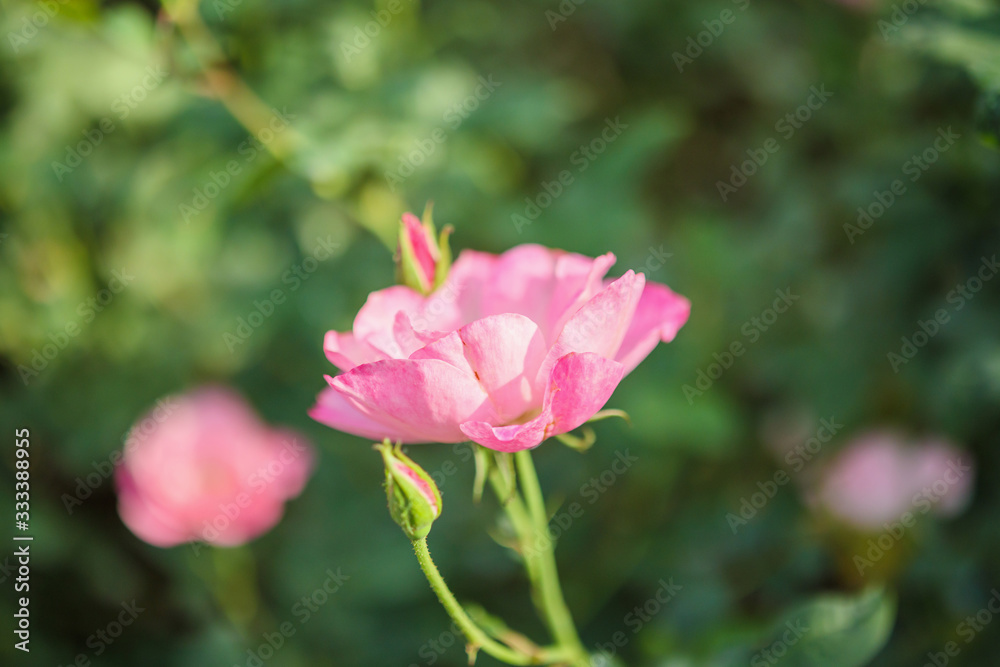 Beautiful pink roses flower in the garden