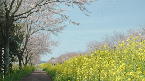 A road full of pink cherry blossoms and yellow rape flowers. Jeju scenery with b photo