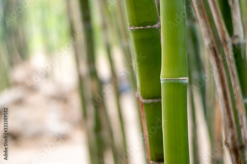 A close up of the green bamboo tree in the natural park