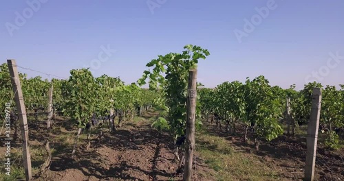 Aerial flight over beautiful vineyard landscape. 