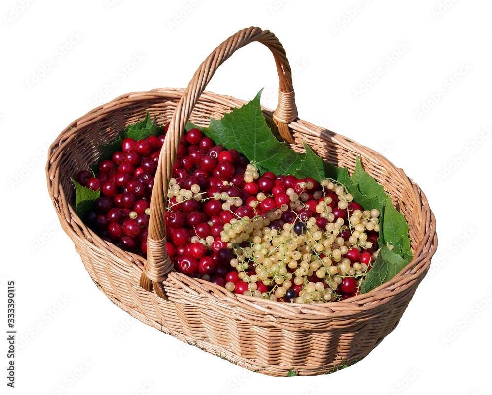 Basket with red cherries and yellow currants berries isolated Basket with red cherries and yellow currants berries isolated