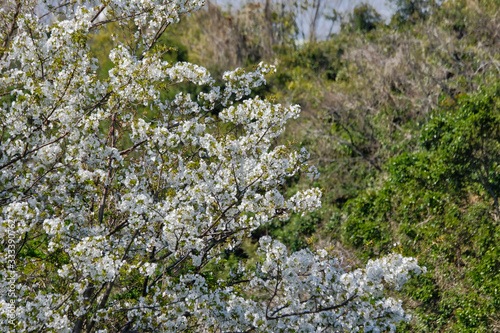 cherry blossom in mountain