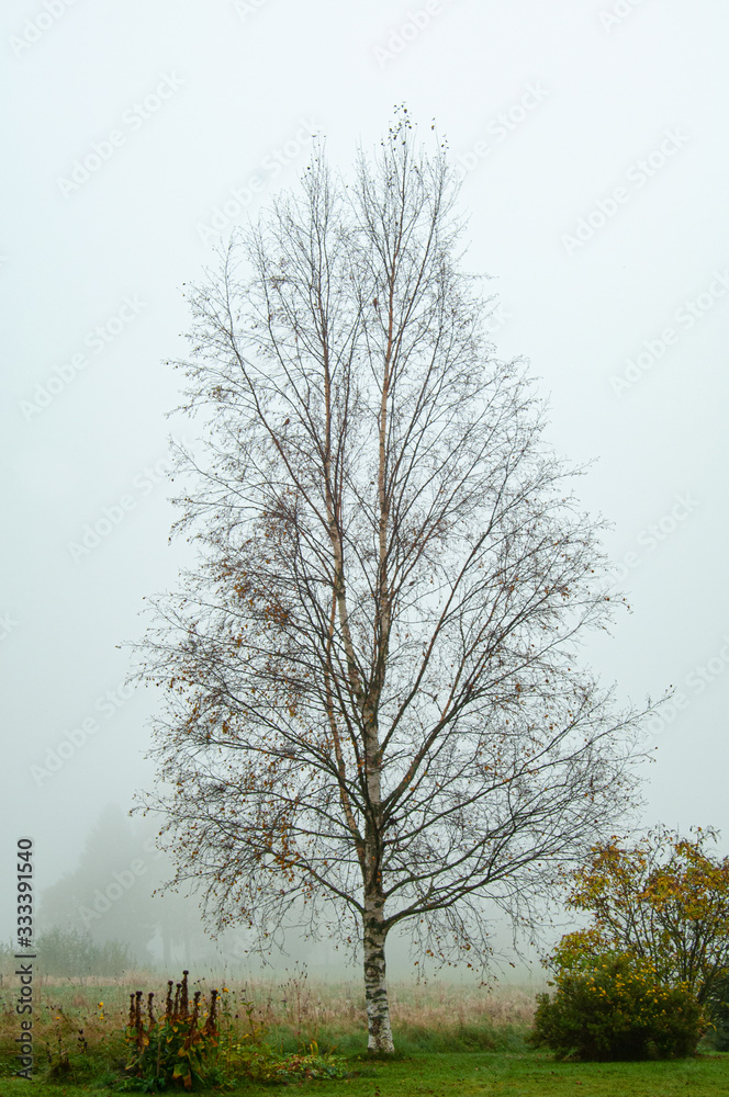 Obraz premium bare birch tree in fog
