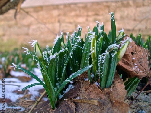 Frühlingserwachen