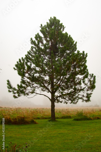 pine tree in fog