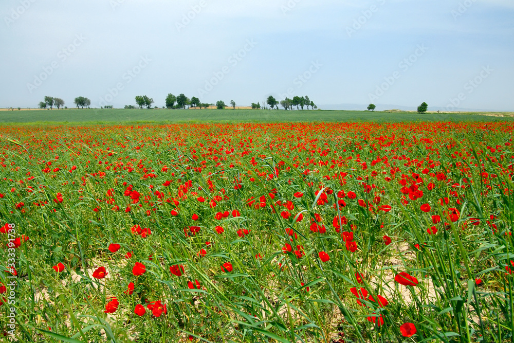 Poppy field. Outskirts of Samarkand, Uzbekistan.
