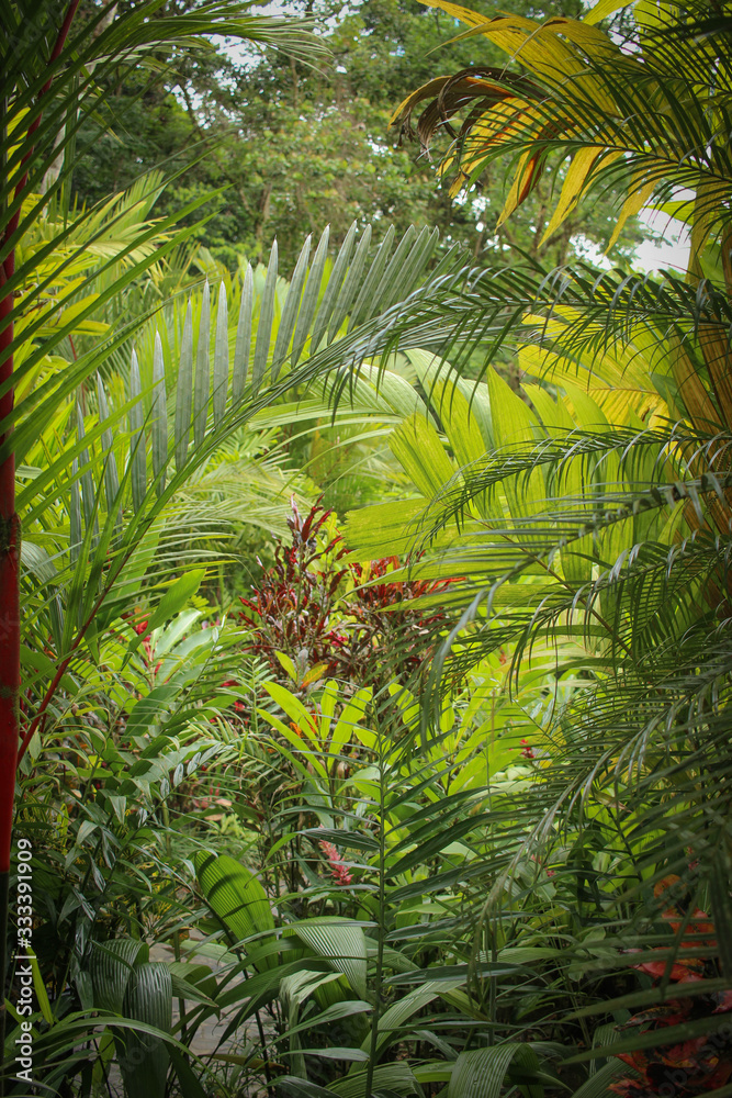 Feuilles et plantes tropicales